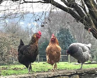 Stunning stone cottage on Bath's doorstep - Box