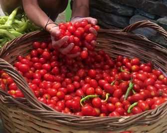 Onar Andros - Apikia