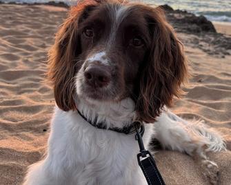 Dune View Robe - 200 Metres To Beach - Dog Friendly - 로브