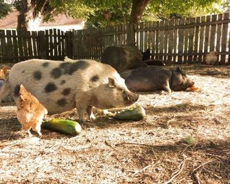 Grandma's Family Farm Stay Apartment in Nature & Peace. Perfect Family Retreat - Zgorzelec