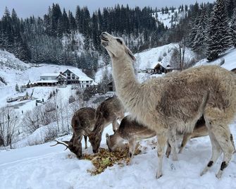 Pensiunea Poiana Izvoarelor - Vatra Dornei