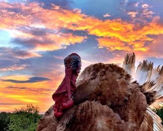 Rare Find: Private Animal Sanctuary & Tiny Cottage - Scottsville