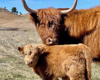 Meadowlark Mountain Ranch Retreat - Belle Fourche