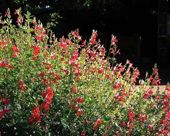 Chatelet Camelot - Plouha - Extérieur