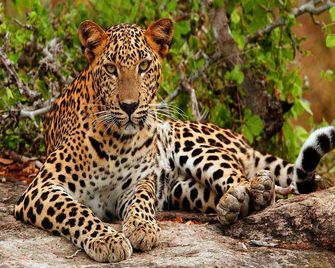 Nature Resort - Yala Safari Village - Tissamaharama