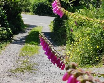 The Nest - Schull - Outdoors view