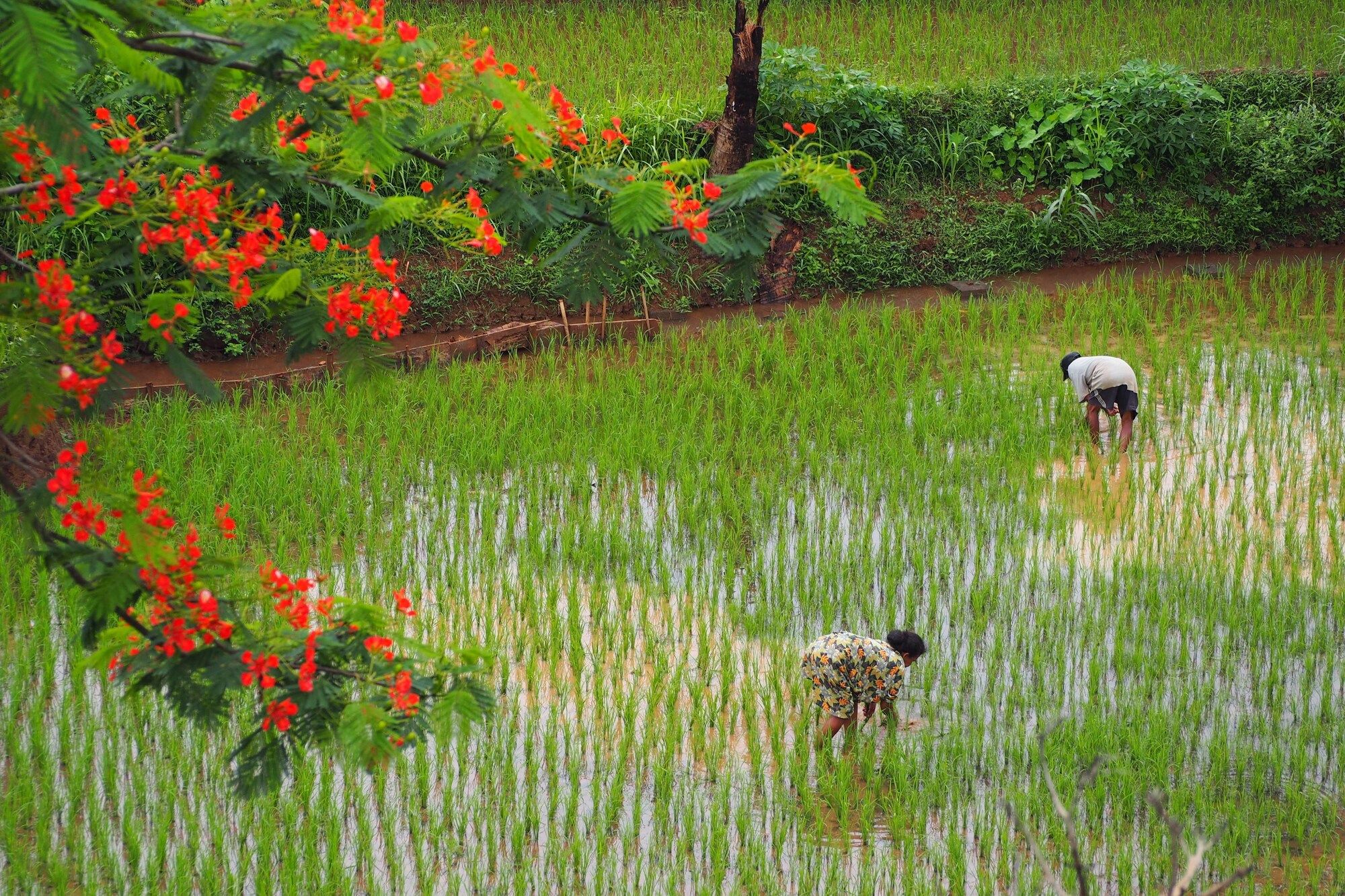 The Gecho Inn Country - Jepara - Buiten zicht