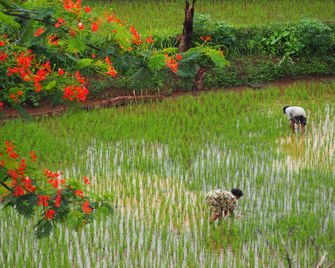 The Gecho Inn Country - Jepara - Buiten zicht