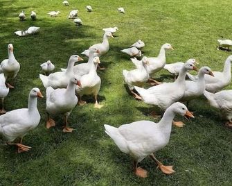 Ferienwohnungen-Jappe-Landlust - Gremersdorf