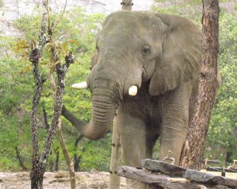 Thokozani Lodge - White River
