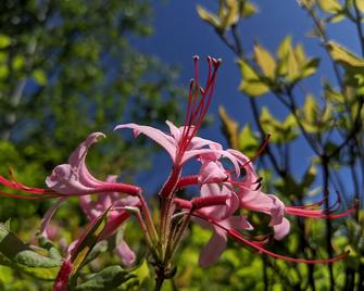 Piebald Mountain Pet Friendly Tents, Petersburg, New York - Williamstown - Outdoor view