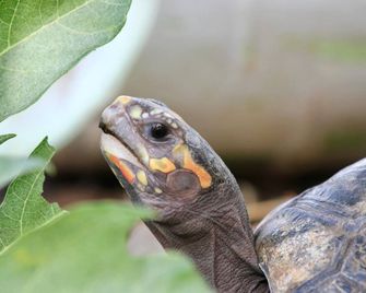 Beautiful air condioned villa for singles, couples, families and groups cozy stay - La Chorrera