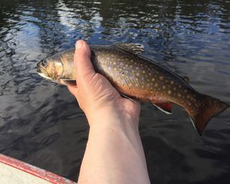 Moose Mountain Inn - Greenville