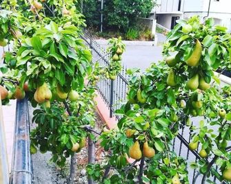 La Collina - Santa Maria del Cedro - Vista esterna