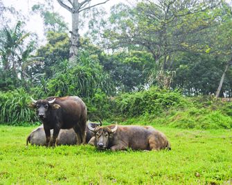 Hoang Giang Homestay - Ninh Binh