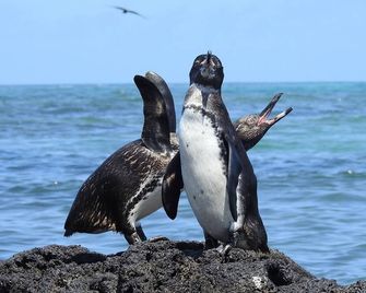 Cormorant Beach House - Puerto Villamil