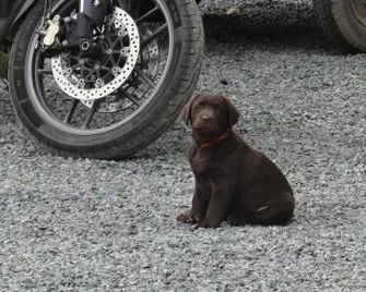 La Petite Houssaye - Villiers-Fossard