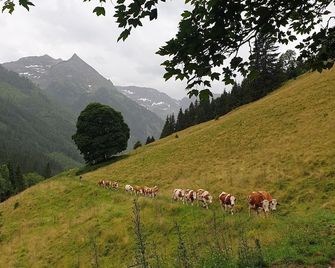Zauneralm - Doppelzimmer mit Dusche u. fl. Wasser - Aich