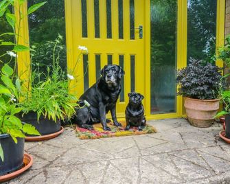 Little Yaffle - Dover