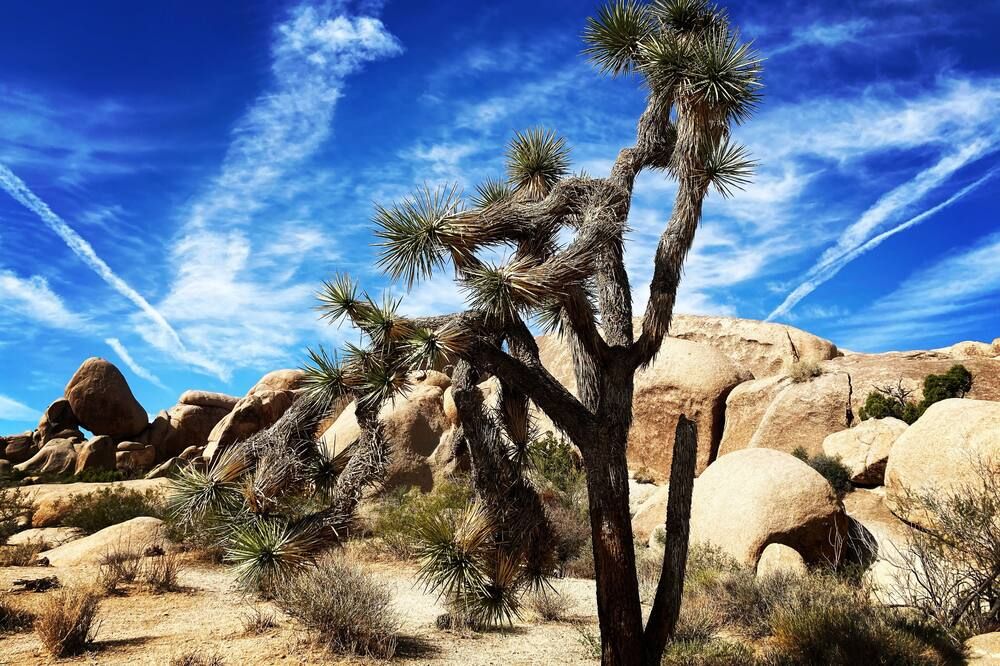 Outdoors view view of Oasis Inn and Suites Joshua Tree -29 Palms