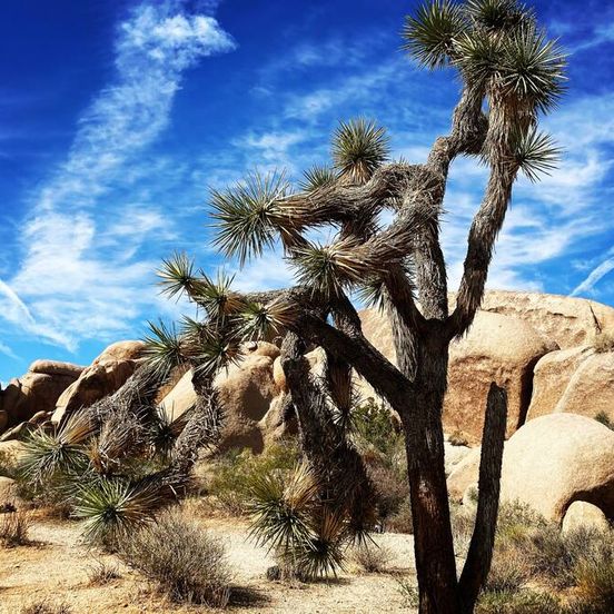 Outdoors view view of Oasis Inn and Suites Joshua Tree -29 Palms