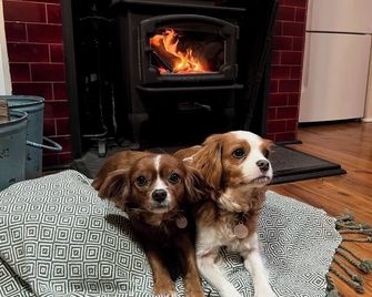 Beautiful renovated pet friendly farmhouse in the rolling green hills of Kiama - Kiama