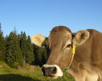 Höhengasthaus Kolmenhof an der Donauquelle - Furtwangen