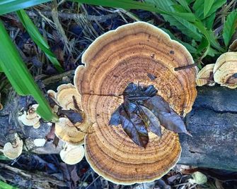Ceiba Ganadito - Agujitas de Drake