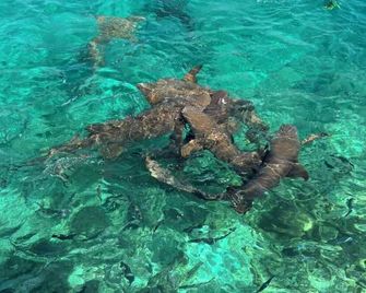 Turtle Hive - Velaa Vani - Dhiffushi