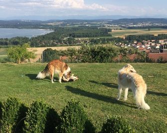Swiss Borzoi House - Cudrefin