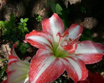 Black Swan Guest House - Rustenburg - Building