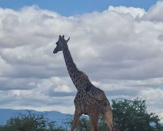 Amboseli Amanya Lodge - Amboseli