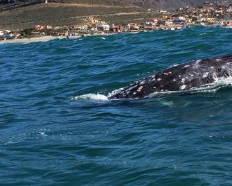Jaw-dropping views in one of the most charming towns in Baja - La Misión