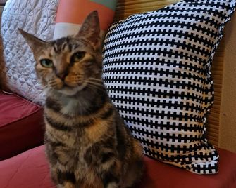 Hostel Santafe - לה פורטונה - לובי