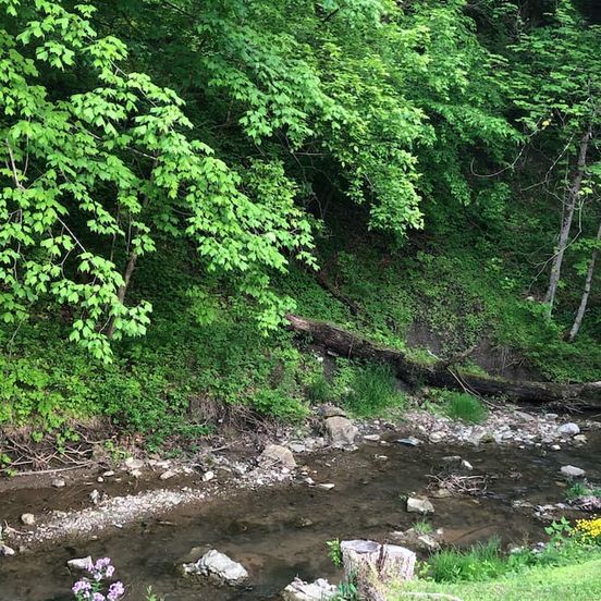 Outdoors view view of The Willow Cabin - Luxury Cabin on the Creek close to attractions