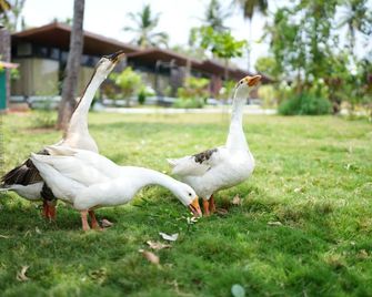 Alpha Wellness Resort - Mysore