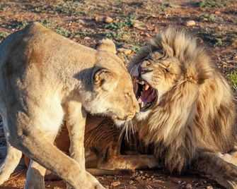Kuganha Luxury Tented Camp - Spes Bona