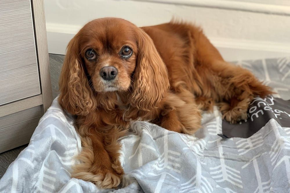 هيرموسا هوتل - افالون (كاليفورنيا)