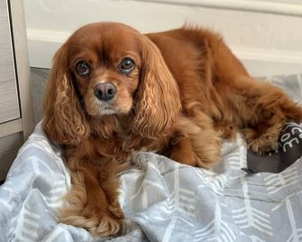 Hermosa Hotel - Avalon