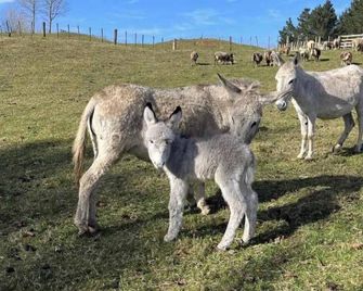 Stour Cabin by Tiny Away - Kaimata