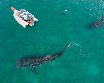 Dream,Explore,Discover mafia island home to whalesharks - Kilindoni - Edificio