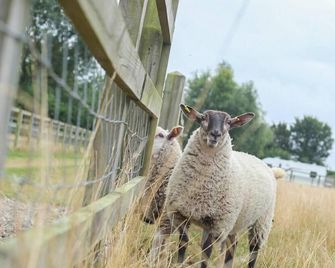 Little Lodge Glamping - Halesworth