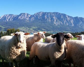 Ferienzimmer daisy, cowslip, violet - organic farm family Nußbaumer - Nussdorf am Attersee