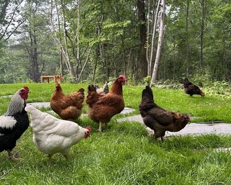 Barn Home & Chicken Farm. - Craryville