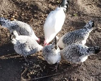 Spacious vacation apartment Haren/Ems near Dankern Castle - Haren