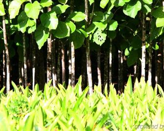 Machaca Hill Lodge - Punta Gorda - Outdoors view