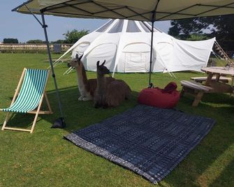 Glamping with Llamas in Valentina Stargazer Belle - Wisbech - Terasa