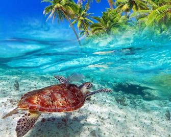 Ocean Pearl at Turtle Bay - Kahuku