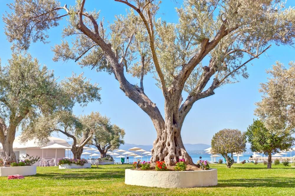 Palmariva Beach Hotel - ארטריה - נוף חיצוני