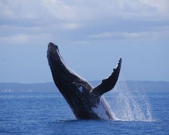Alexander Beachfront Apartments - Hervey Bay